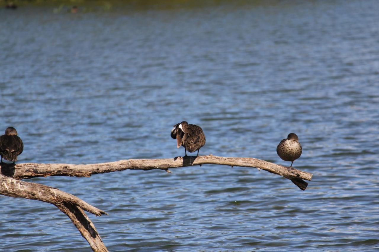 Sandpipers @ Millicent Bagian luar foto